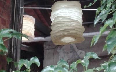 Millefeuilles HIRSUTE